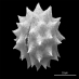 Pollen grains reveal the paleovegetation of the southern Levant