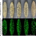 Improving dose rate determinations for rock surface luminescence dating: measuring potassium content within gneissic rocks with μ-XRF