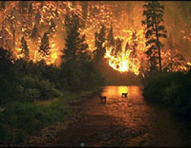 Black Carbon analyses of charcoals reveal burning temperatures