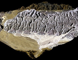 Geo-archaeological research at Sodmein Cave revisited
