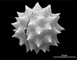 Pollen grains reveal the paleovegetation of the southern Levant